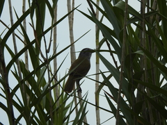 Arremonops conirostris