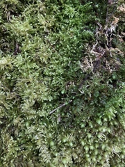 Ctenidium molluscum