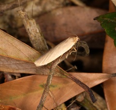 Danielithosia immaculata