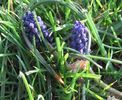 Muscari