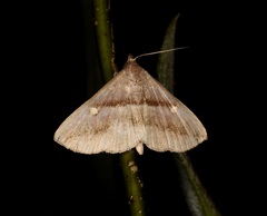 Hadennia jutalis