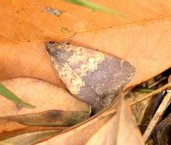 Hydrillodes lentalis