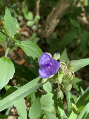 Tradescantia