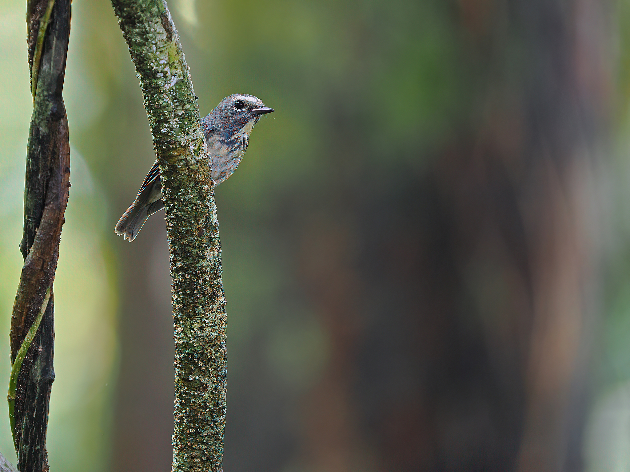 Damar Flycatcher (Ficedula henrici), photo 2