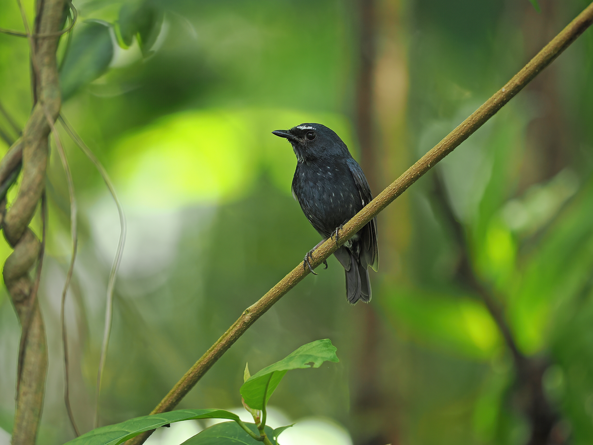 Damar Flycatcher (Ficedula henrici), photo 6
