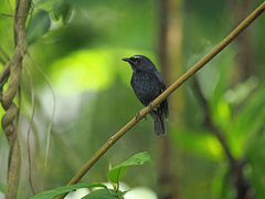 Damar Flycatcher photo 1