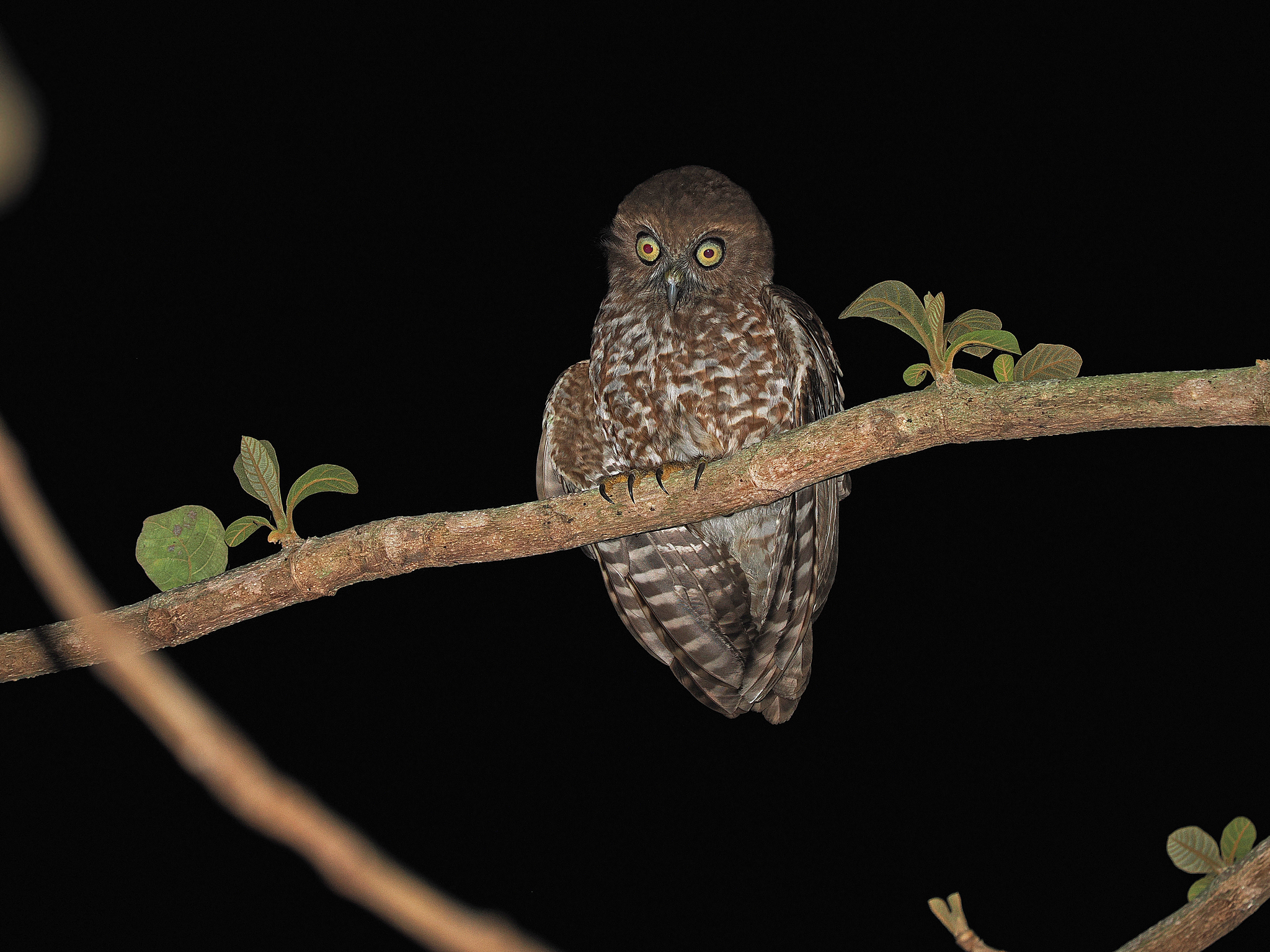 Alor Boobook (Ninox plesseni), photo 5