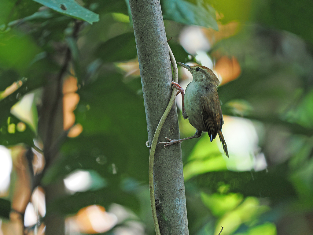 Tanimbar Bush Warbler (Horornis carolinae) photo