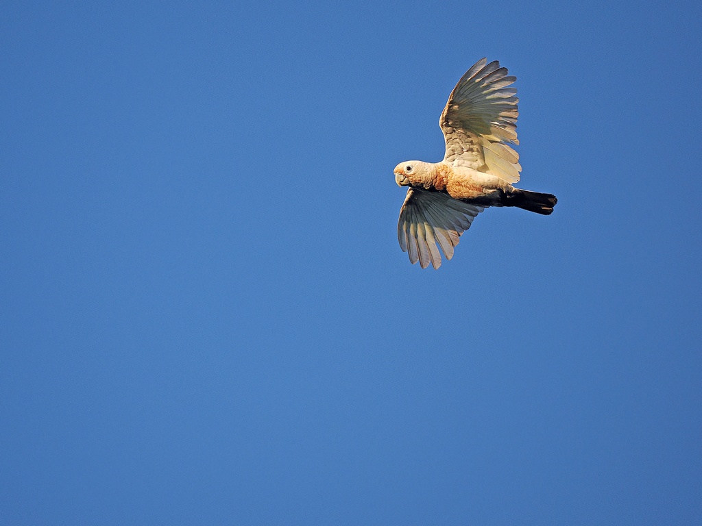 Tanimbar Corella