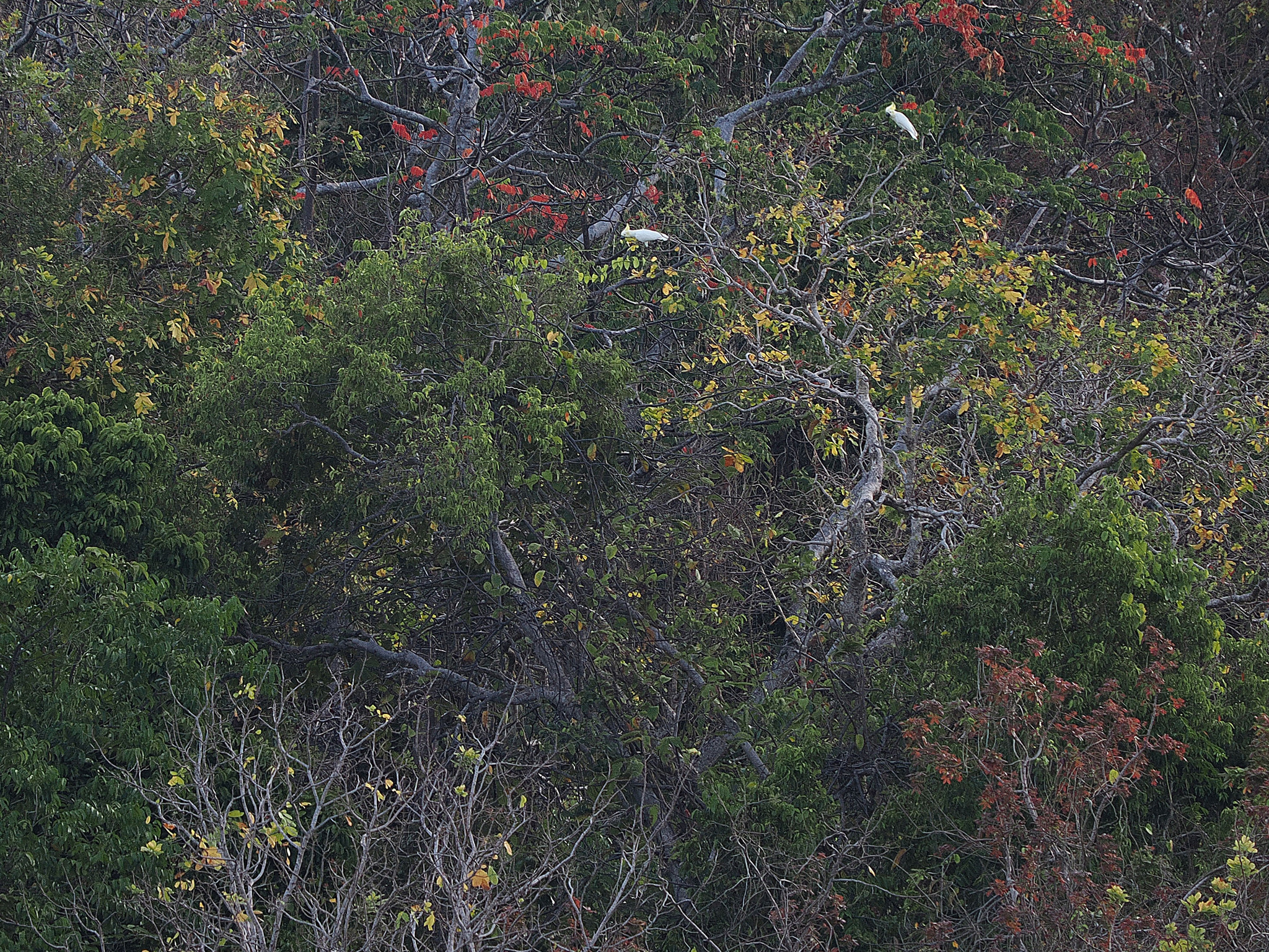 Yellow-crested Cockatoo