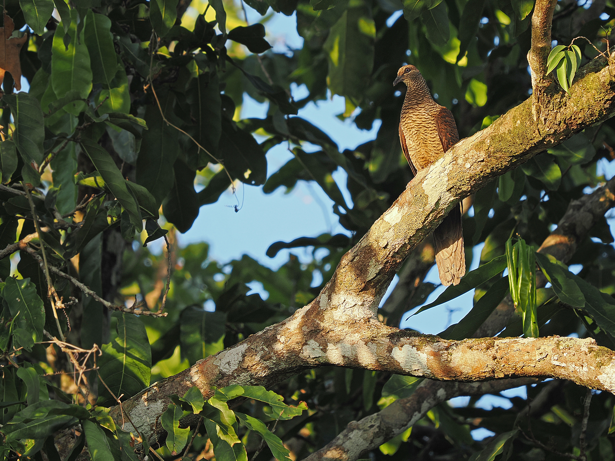 Tanimbar Cuckoo-Dove (Macropygia timorlaoensis), photo 3