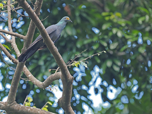 Black Cuckoo-Dove (Turacoena modesta), photo 10
