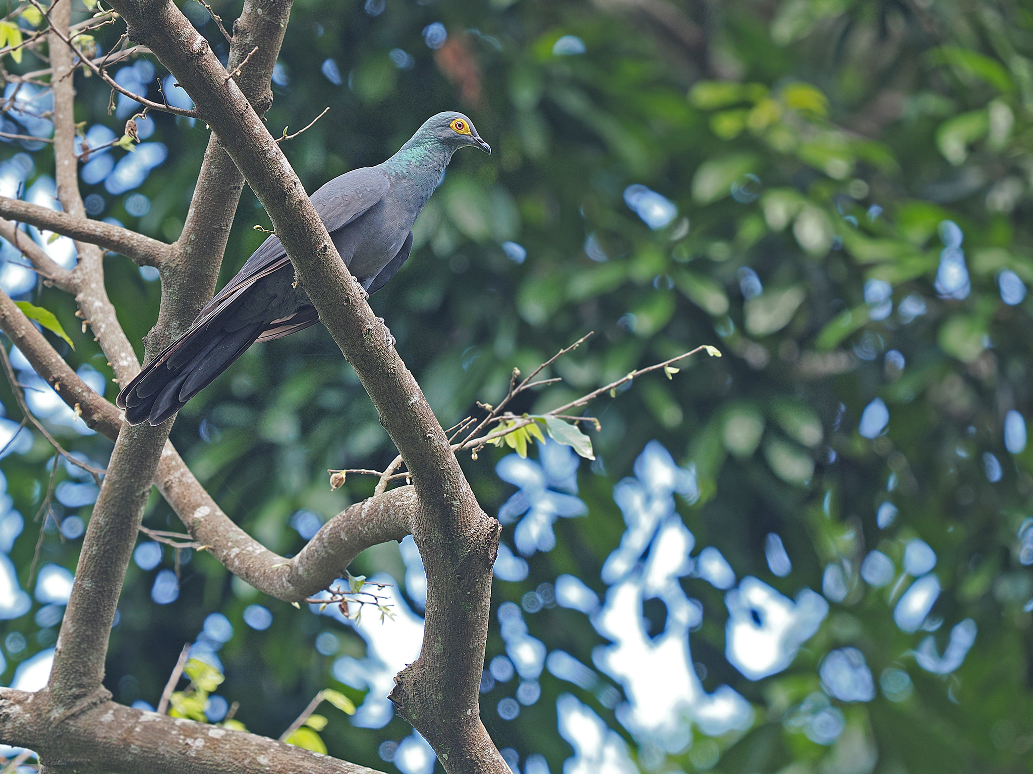 Black Cuckoo-Dove (Turacoena modesta), photo 3