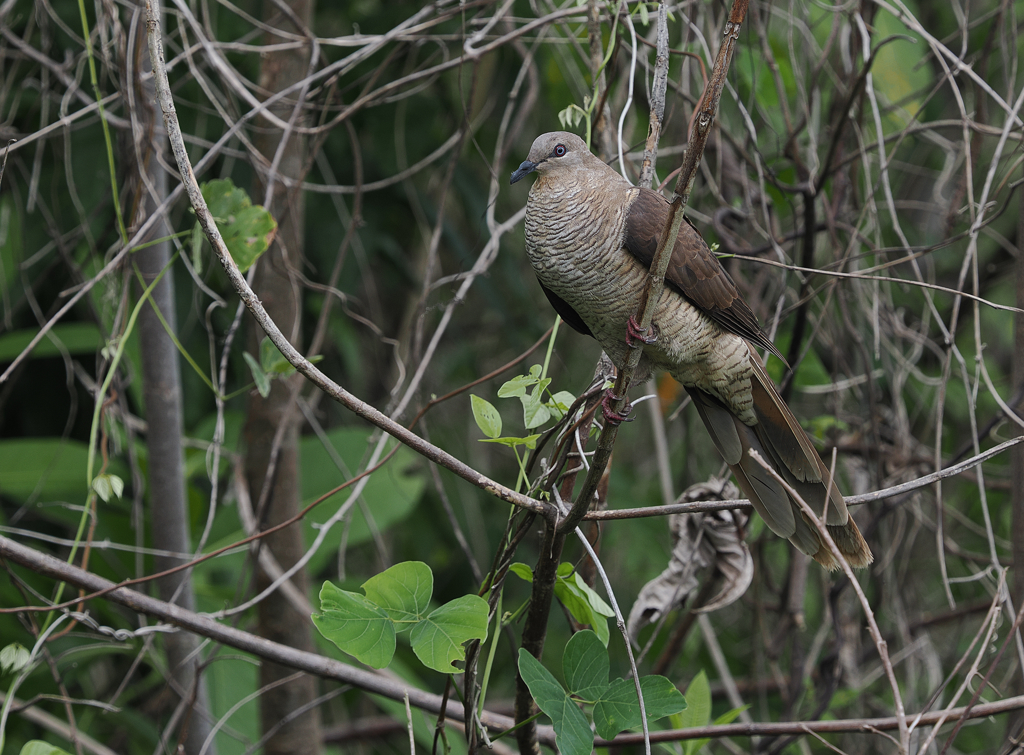 Flores Sea Cuckoo-Dove (Macropygia macassariensis), photo 6