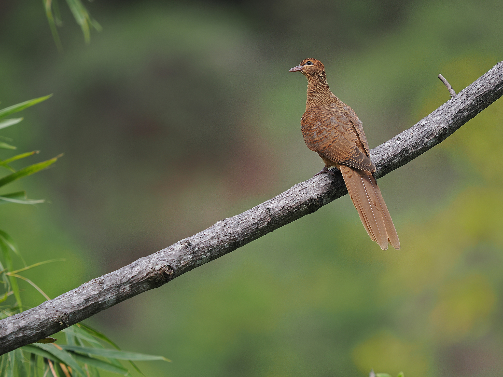Timor Cuckoo-Dove (Macropygia magna), photo 2