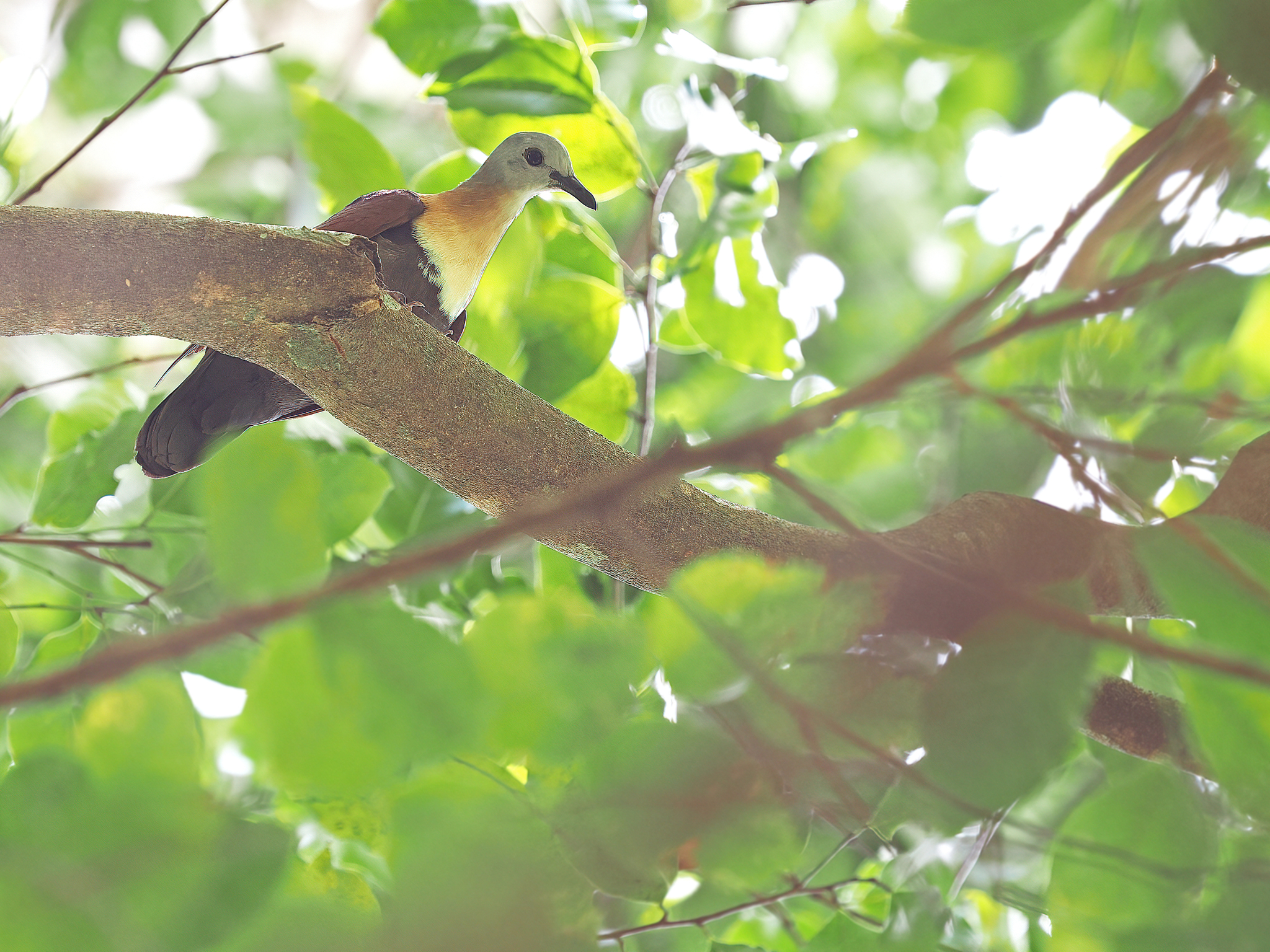 Wetar Ground Dove (Pampusana hoedtii), photo 3