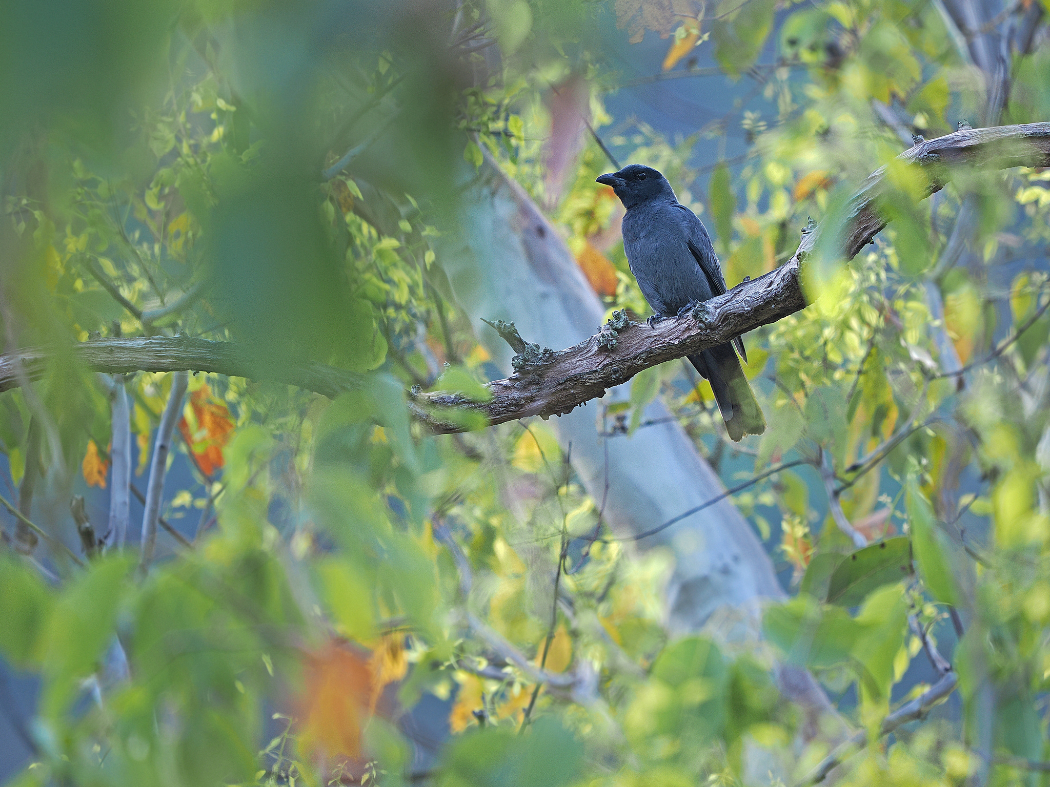 Wallacean Cuckooshrike (Coracina personata), photo 4