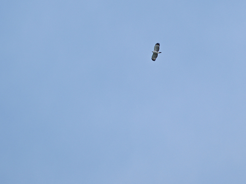 Flores Hawk-Eagle (Nisaetus floris)
