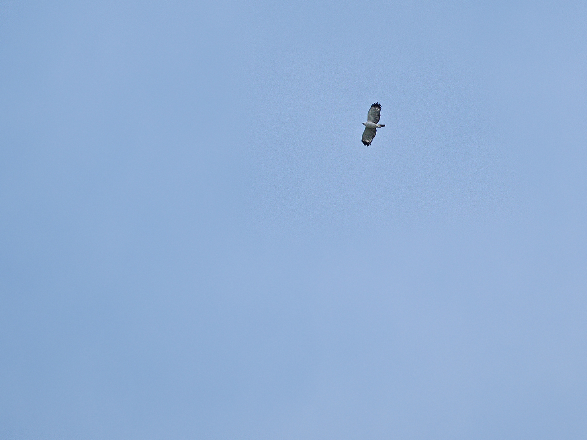 Flores Hawk-Eagle (Nisaetus floris), photo 1