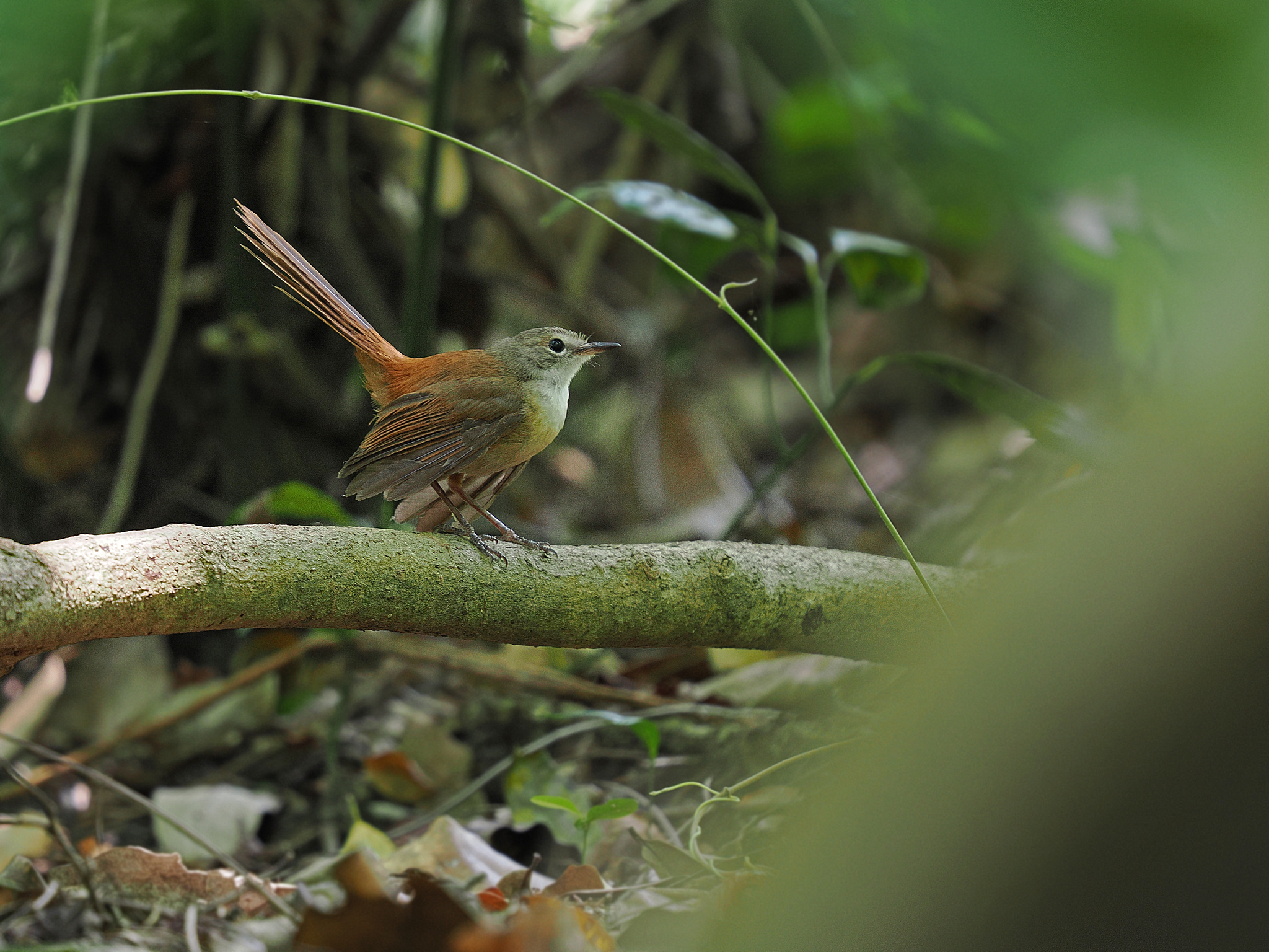 Long-tailed Fantail (Rhipidura opistherythra), photo 2