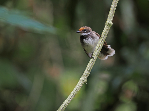 Supertramp Fantail (Rhipidura semicollaris), photo 6