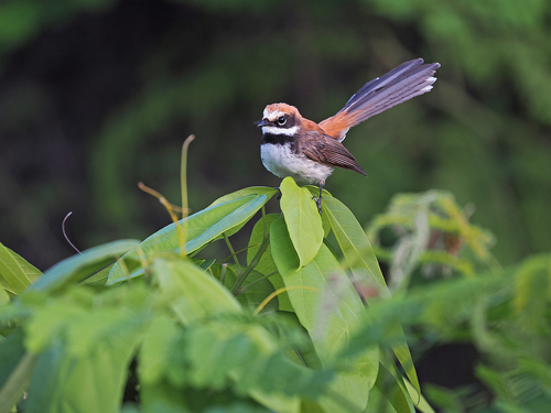 Supertramp Fantail (Rhipidura semicollaris), photo 8