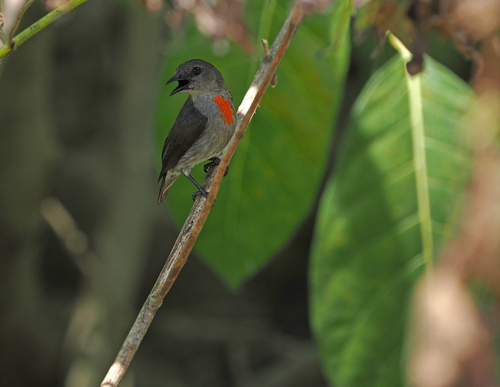 Ashy Flowerpecker (Dicaeum vulneratum)