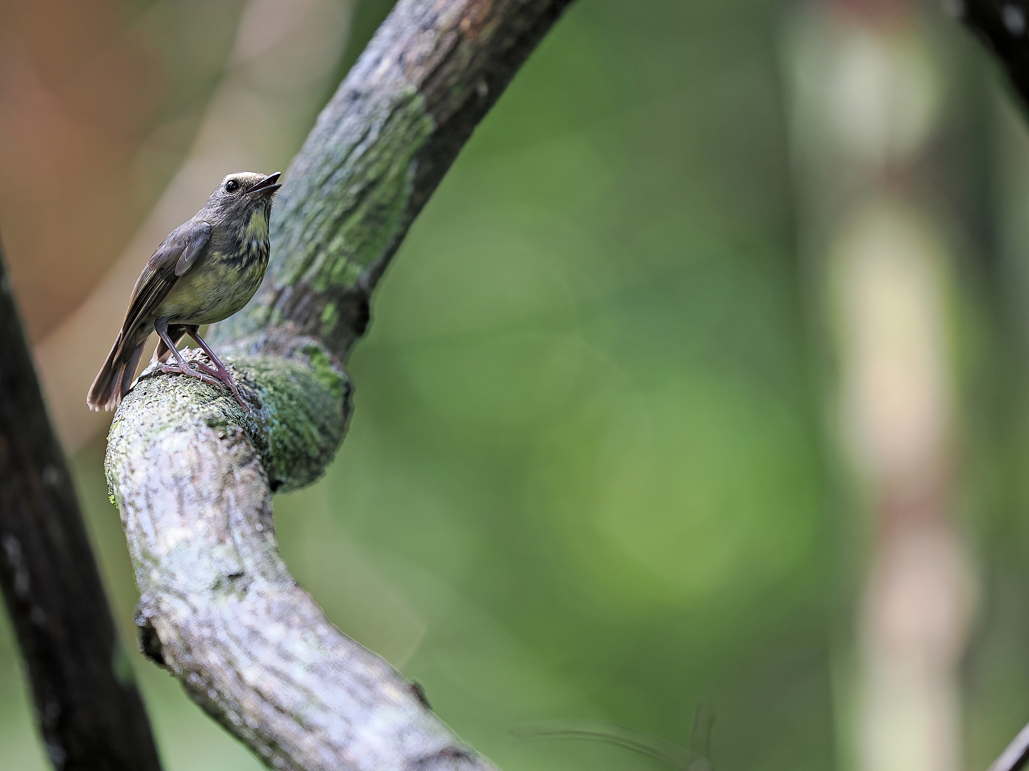 Damar Flycatcher (Ficedula henrici), photo 3