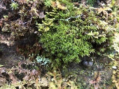 Syrrhopodon texanus