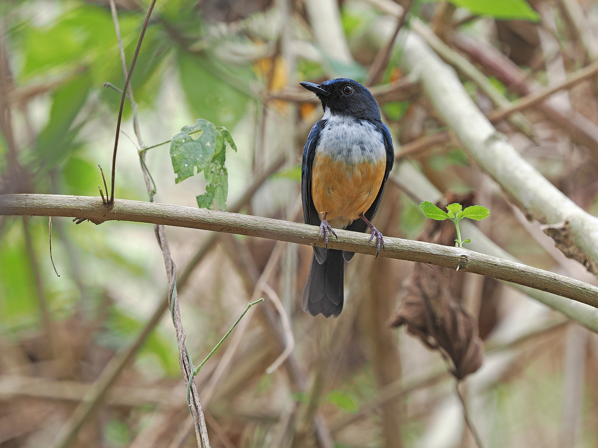 Kalao Blue Flycatcher illustration