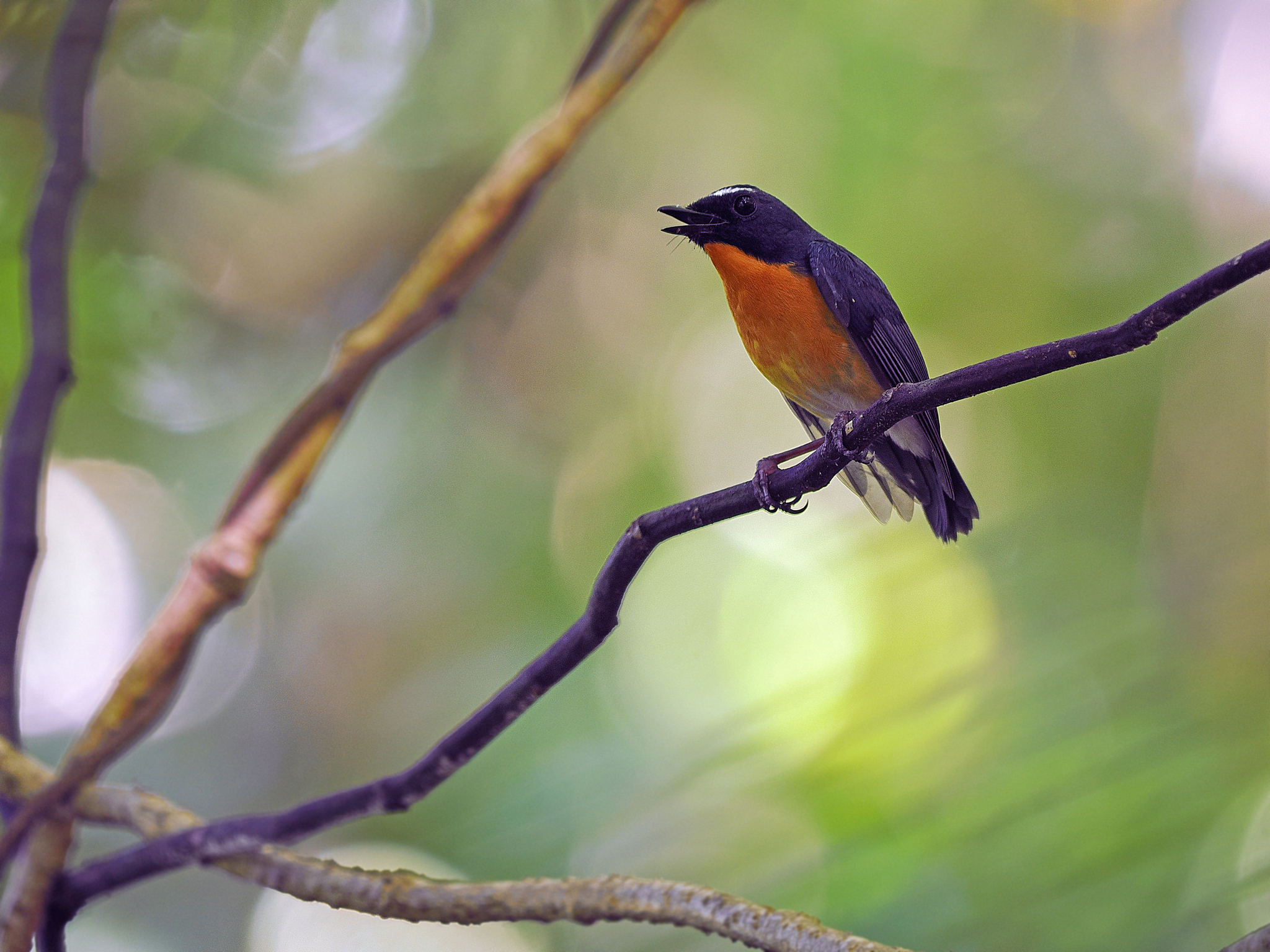 Snowy-browed Flycatcher