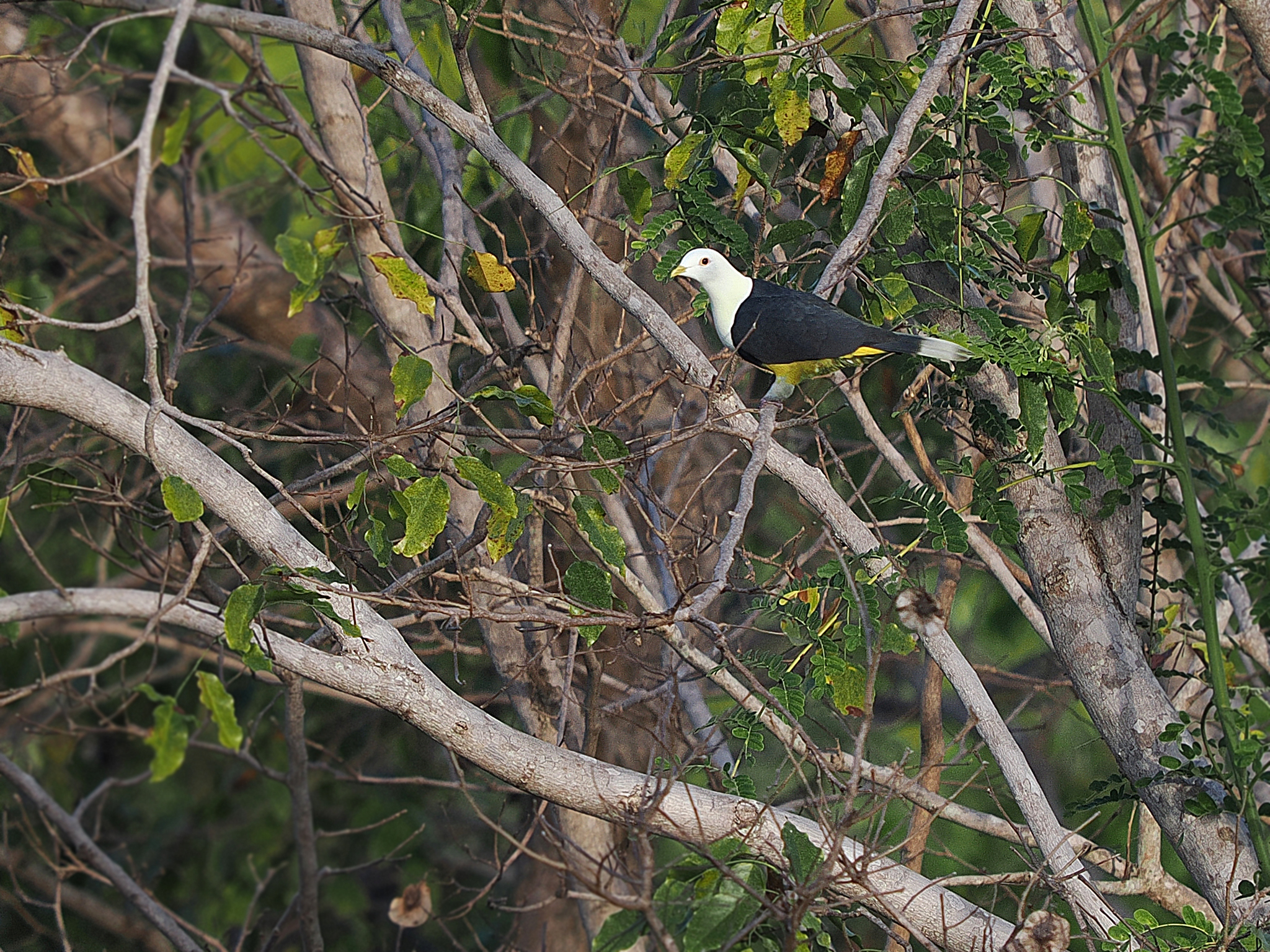 Banded Fruit Dove (Ptilinopus cinctus), photo 4