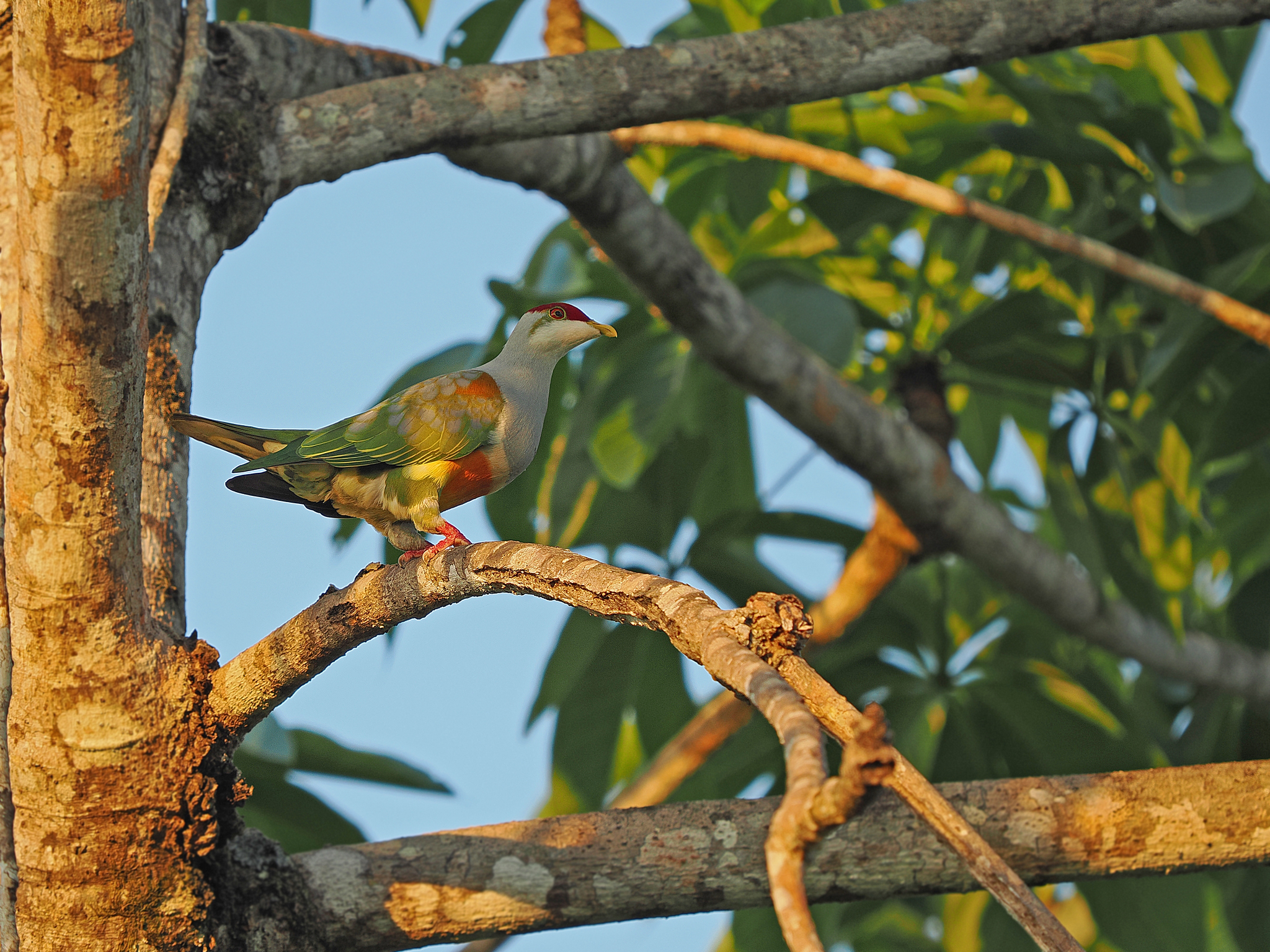Wallace's Fruit Dove (Ptilinopus wallacii), photo 3