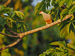 Wallace's Fruit Dove photo 1