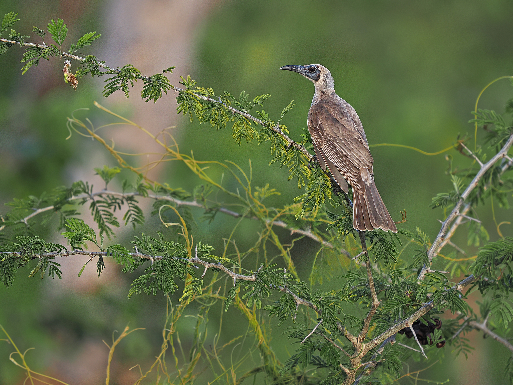 Grey Friarbird (Philemon kisserensis), photo 2