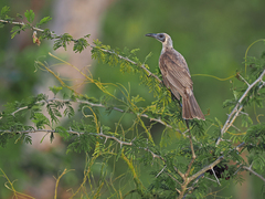 Gray Friarbird photo 1