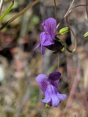 Neogaerrhinum strictum