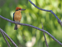 Cinnamon-Banded Kingfisher photo 1