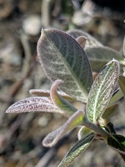 Salix breweri