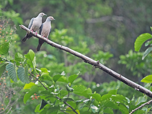 Pink-headed Imperial Pigeon (Ducula rosacea), photo 7