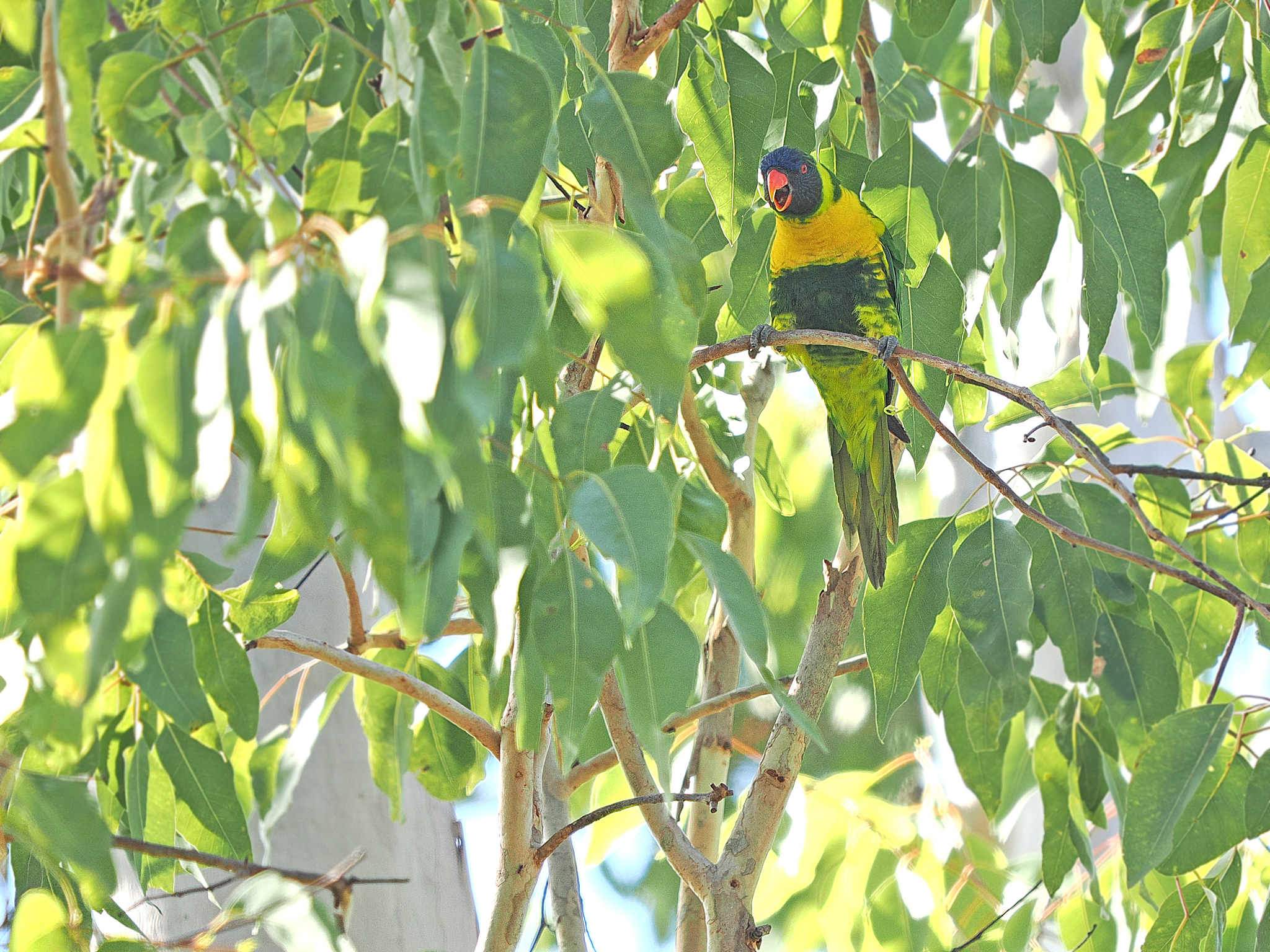 Marigold Lorikeet (Trichoglossus capistratus), photo 1