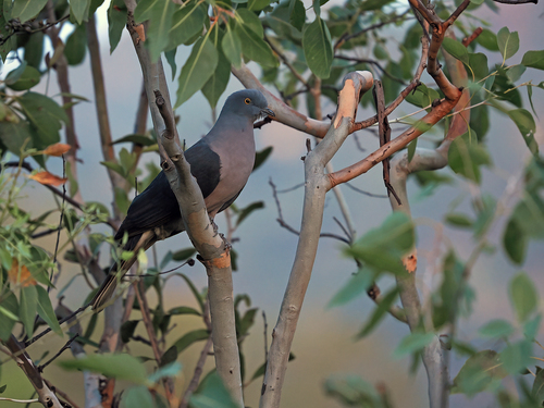 Timor Imperial Pigeon (Ducula cineracea), photo 9