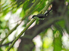 Black-Bibbed Monarch photo 1