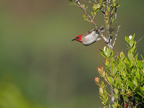 Alor Myzomela (Myzomela prawiradilagae), photo 10