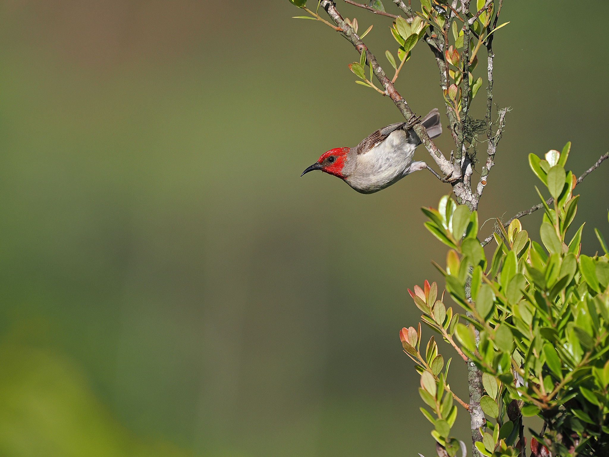 Alor Myzomela (Myzomela prawiradilagae), photo 5