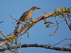 Tanimbar Oriole photo 1