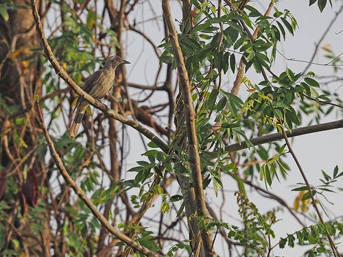 Wetar Oriole (Oriolus finschi), photo 6