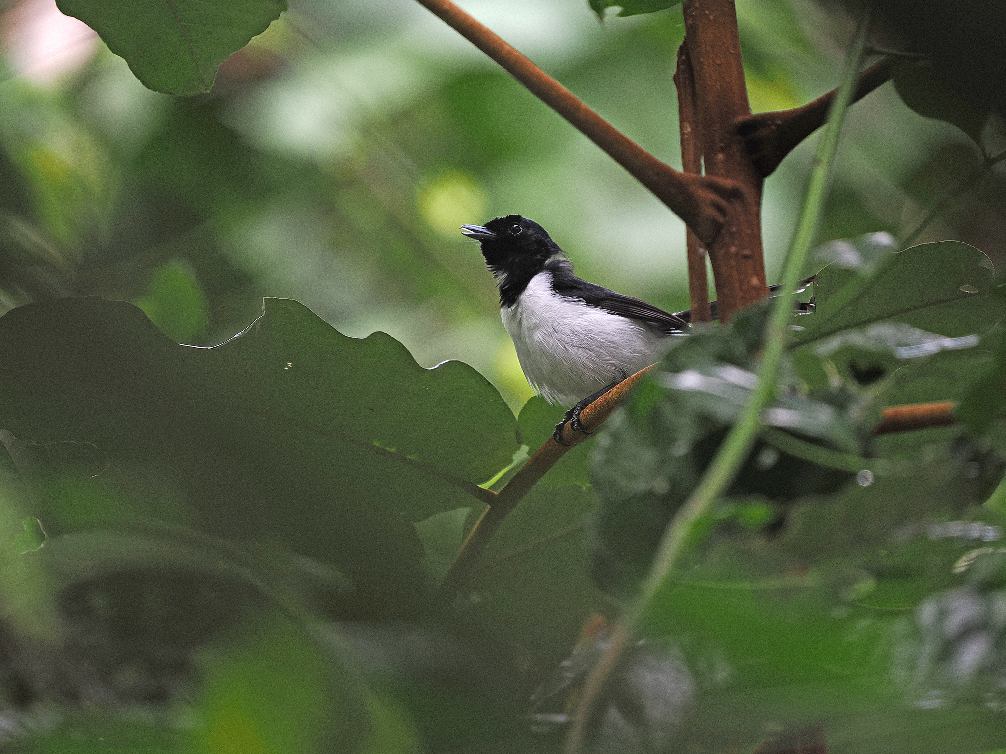 Tanahjampea Monarch (Symposiachrus everetti), photo 4