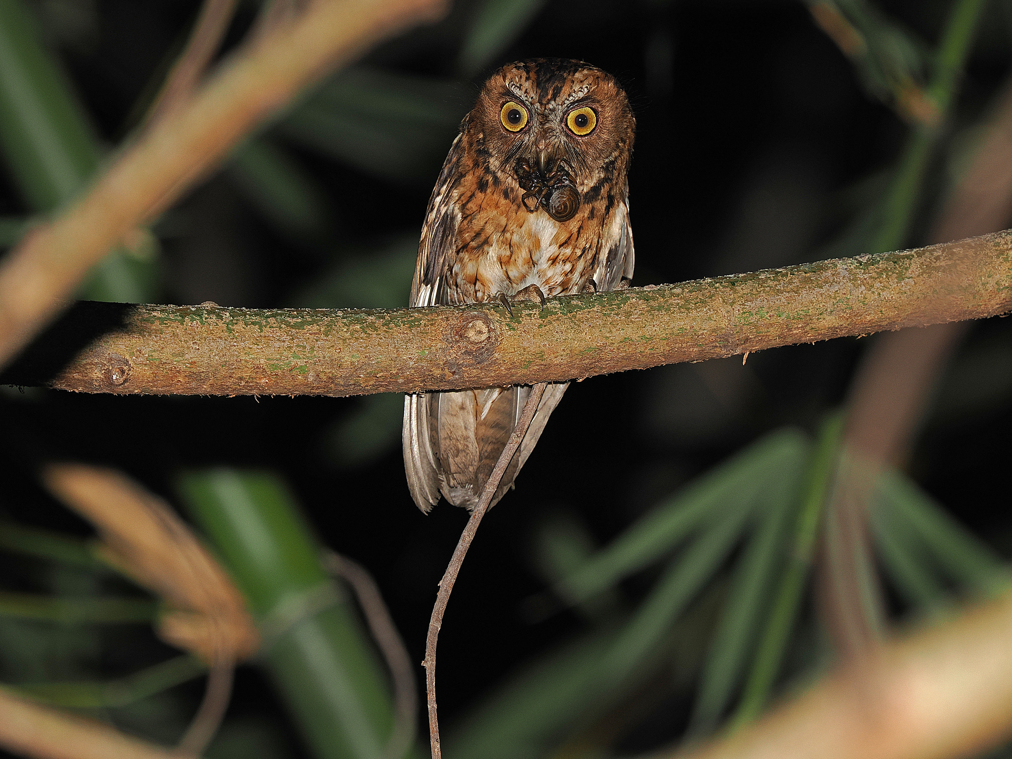 Moluccan Scops Owl (Otus magicus), photo 6