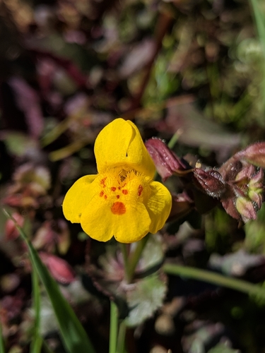 Image of Erythranthe serpentinicola by no rights reserved